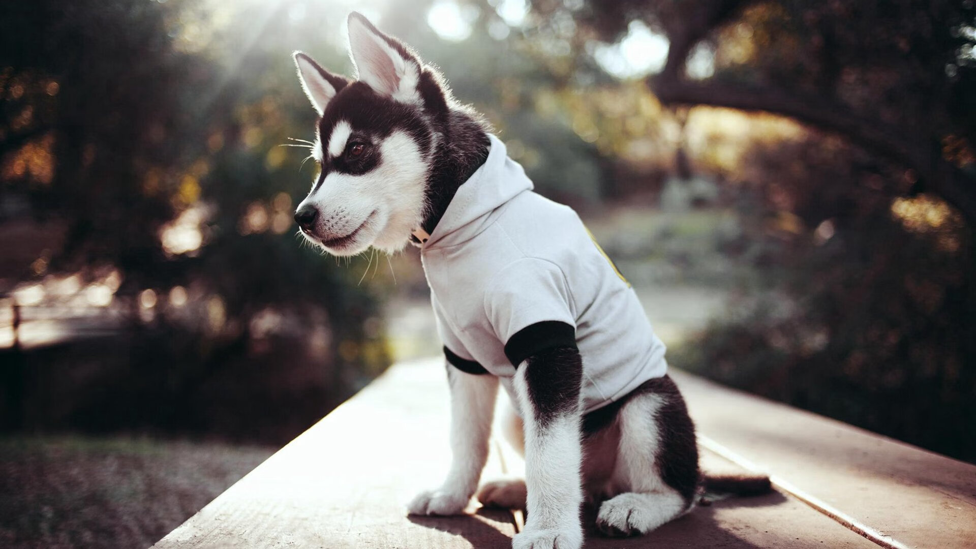 底层逆袭!巨人觉醒!山西绝境翻盘背后的陶汉林定律