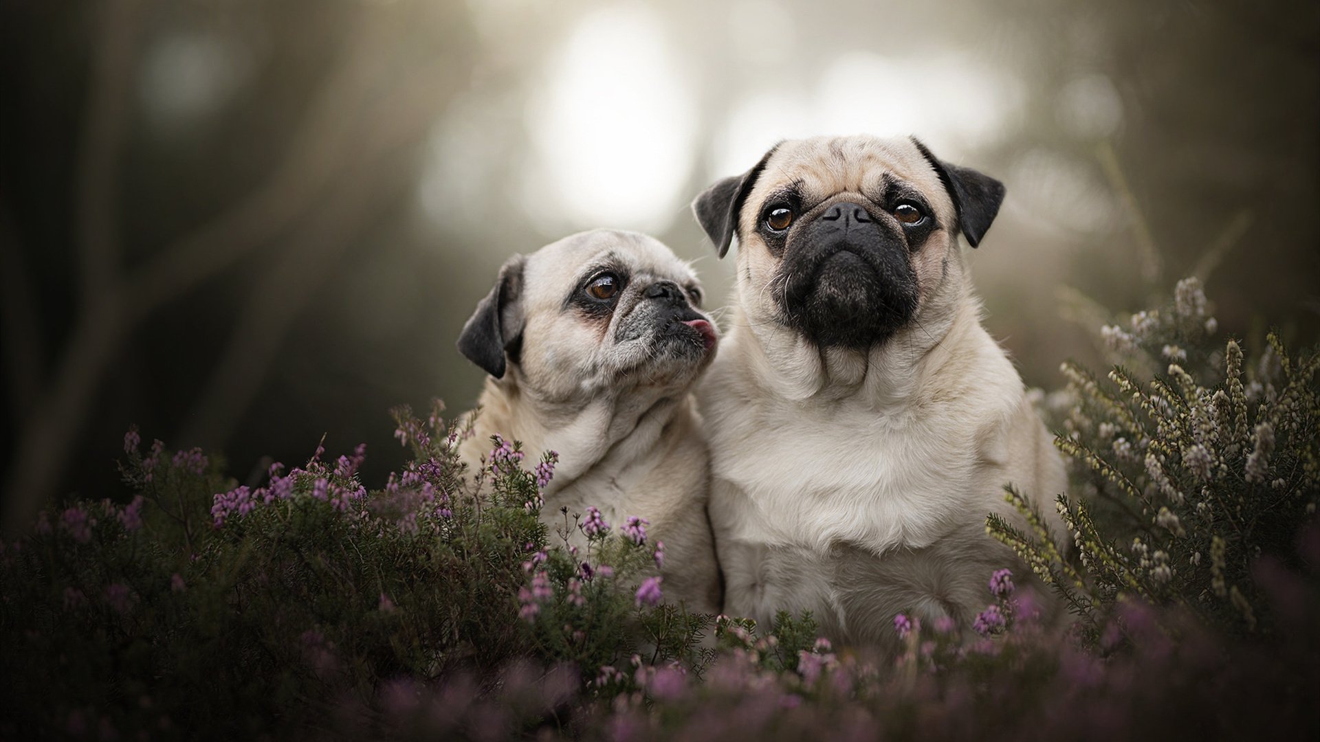 拓展(任选其一)