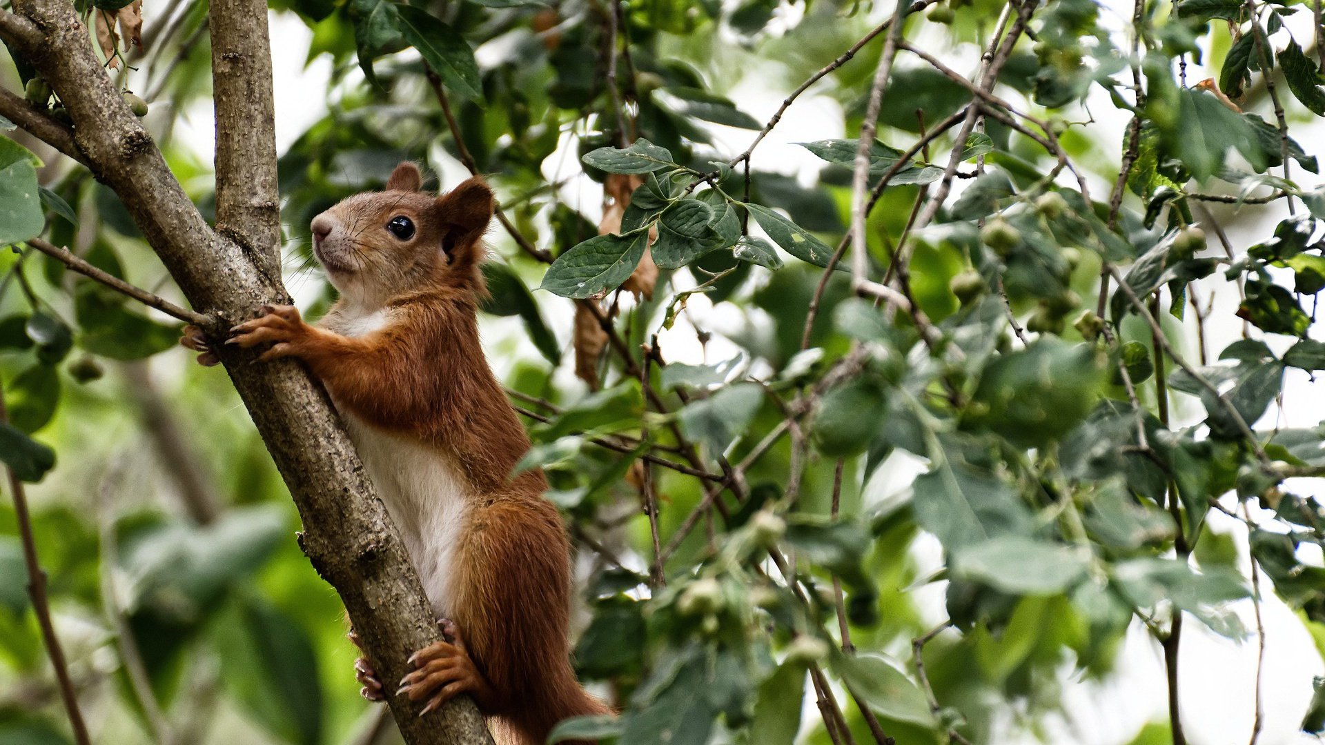 风暴眼,当泰国绝杀日本撞上安赛龙的绝对统治,亚洲羽坛格局已裂变