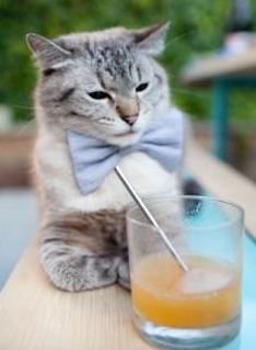 辛纳的统治风暴,从戴维斯杯鏖战到美网的全场主宰