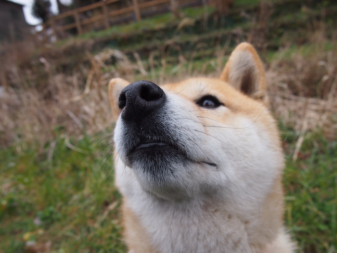 中国巨人终结铁骑神话,马克西如何用东方智慧拆解西方骑士精神?