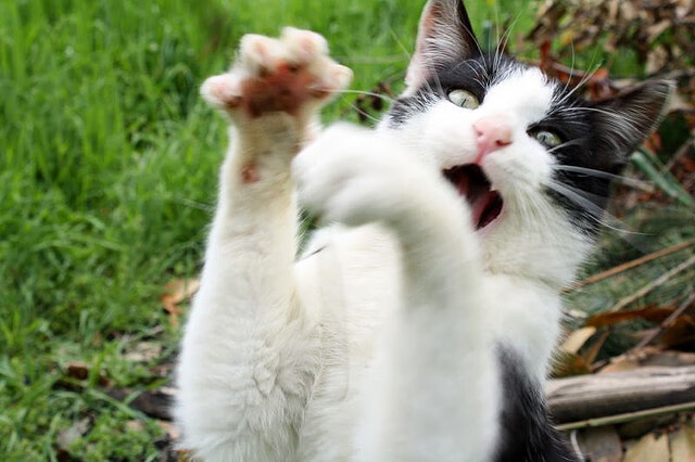 天方夜谭之夜，吉林队巅峰对决胜出凯尔特人，塔图姆高光表现难挽狂澜