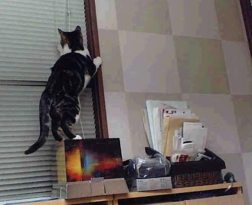 铁王座不容动摇,当红衣主教的诅咒回荡,欧文撕碎芝加哥最后的骄傲