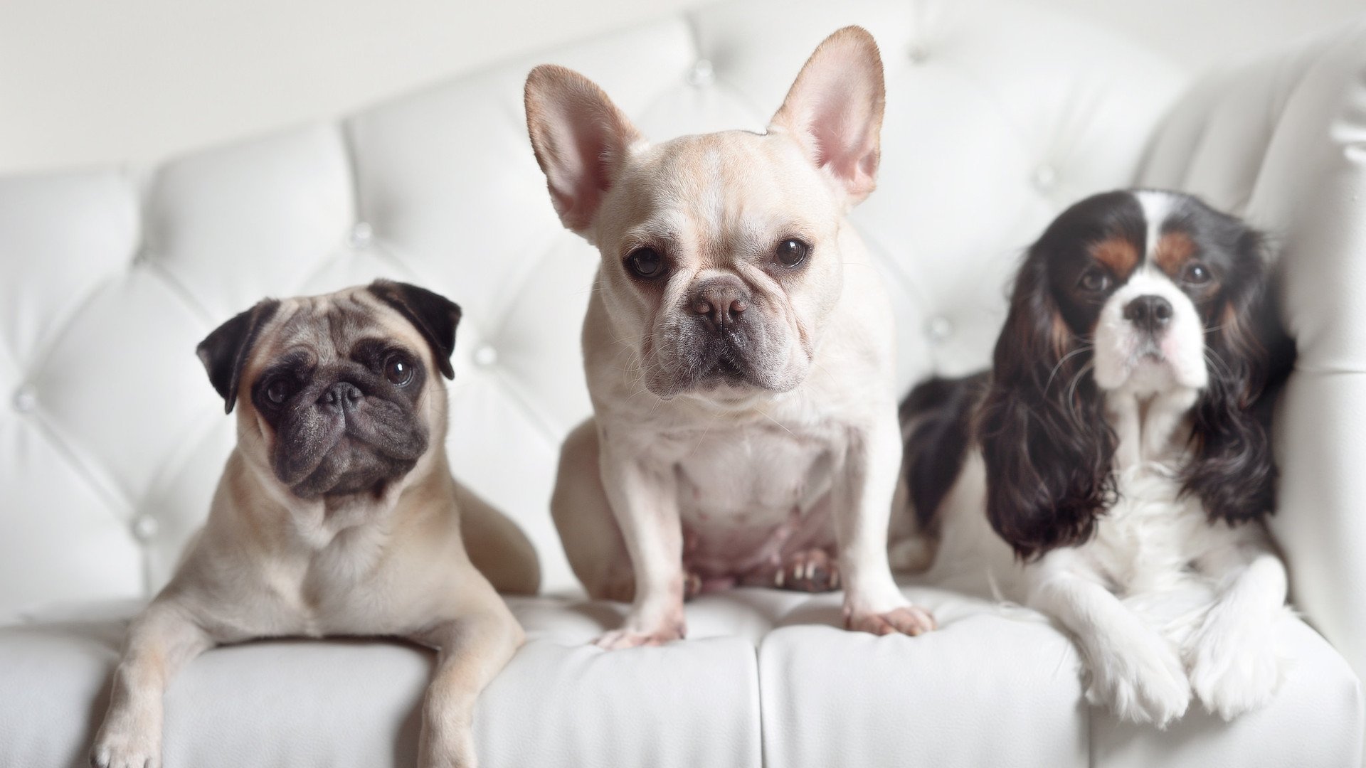 拜仁对阵芬兰?不,是弗拉霍维奇的时间!一场突发友谊赛背后的高能传奇