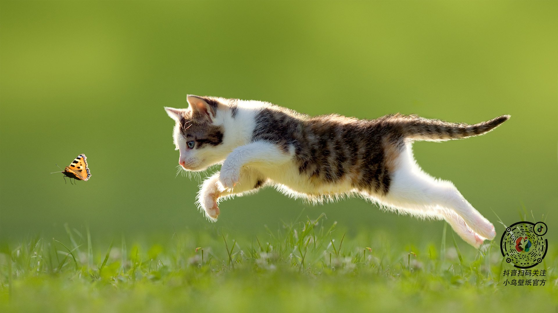 刃锋上的独舞，阿坎吉在世界排名争夺战之夜的绝命时刻