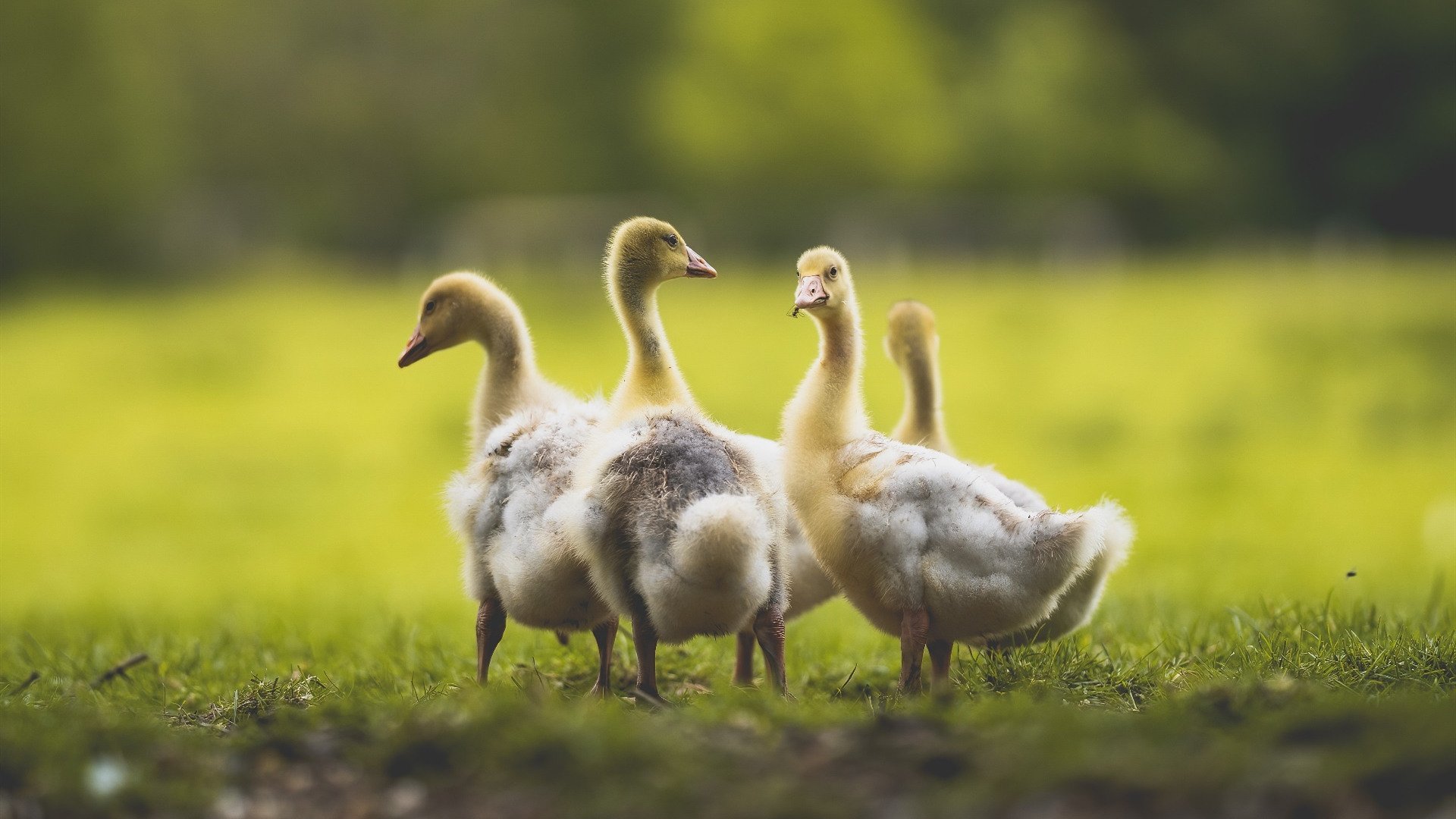 跨界主宰，从德罗赞的关键球到拉梅拉的倒钩，诠释何为接管比赛