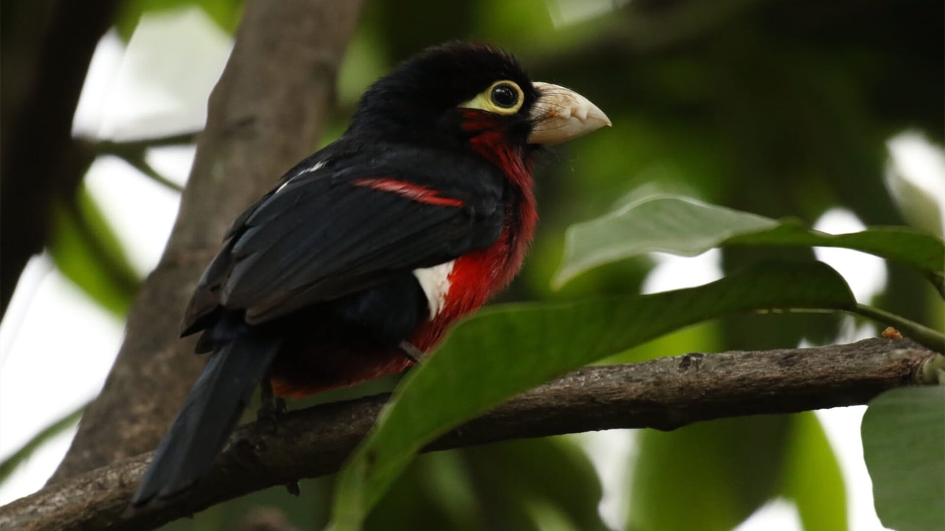 时空交错的篮球传奇，当国王绝杀活塞遇见拉梅洛征服西甲德比