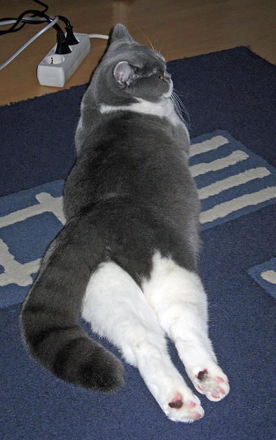 当流星刺穿银河,拉梅洛压制级发挥撕碎深圳队钢铁防线