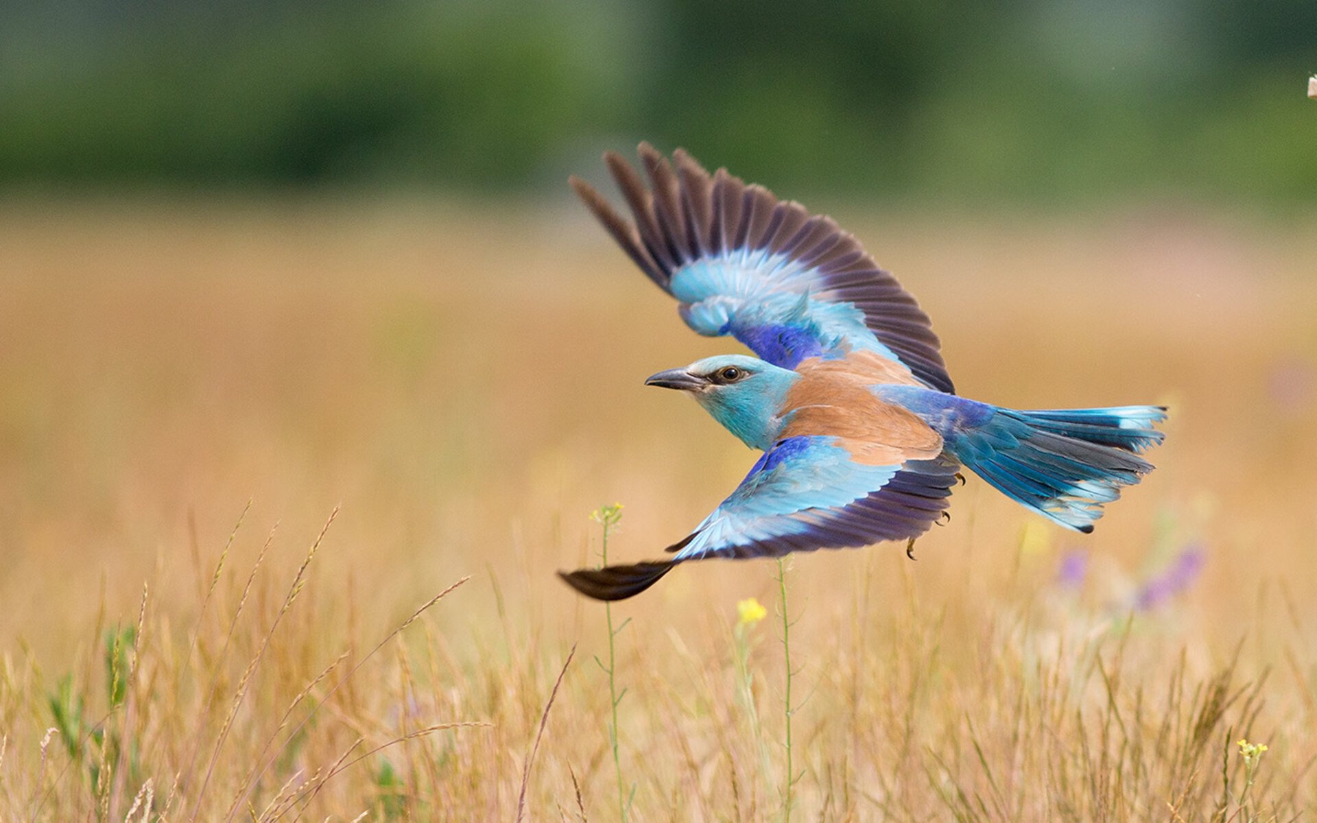 唯一性经典,坚韧巴拉圭难阻法国,斯通斯无悬念当选全场最佳