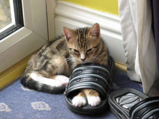 隔空风暴,英超争冠暗流中的北美惊雷