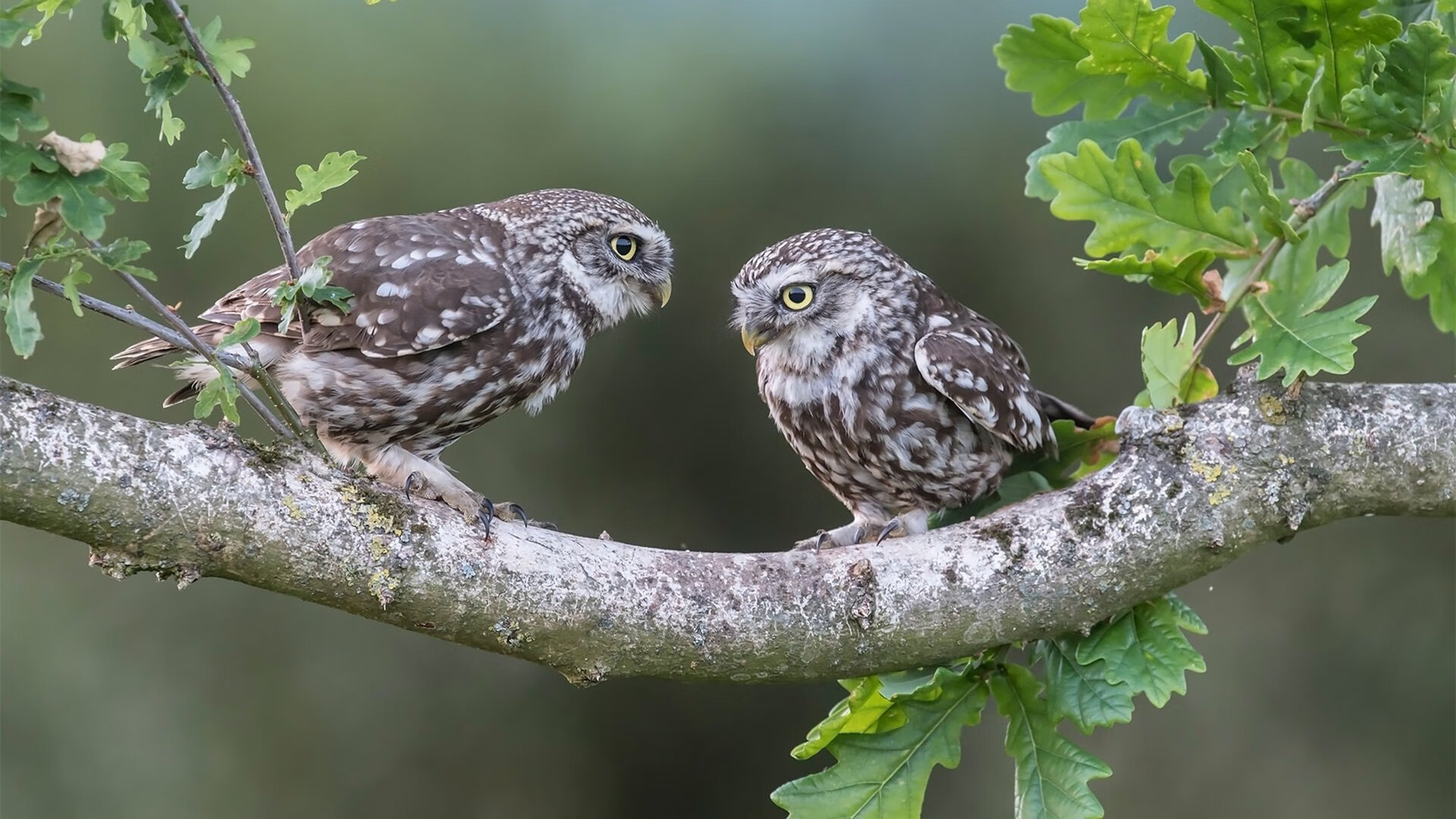 绝境逆袭，迪亚斯一剑封喉，南非血拼撼动德国战车