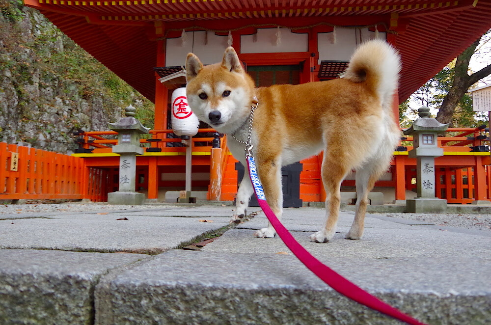 冷面指挥家，伦纳德如何用反潮流节奏主导步行者与湖人之战