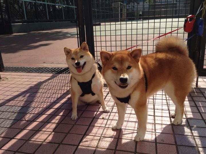 当安纳托利亚风掠过阿尔卑斯，伊布封神之夜的唯一性