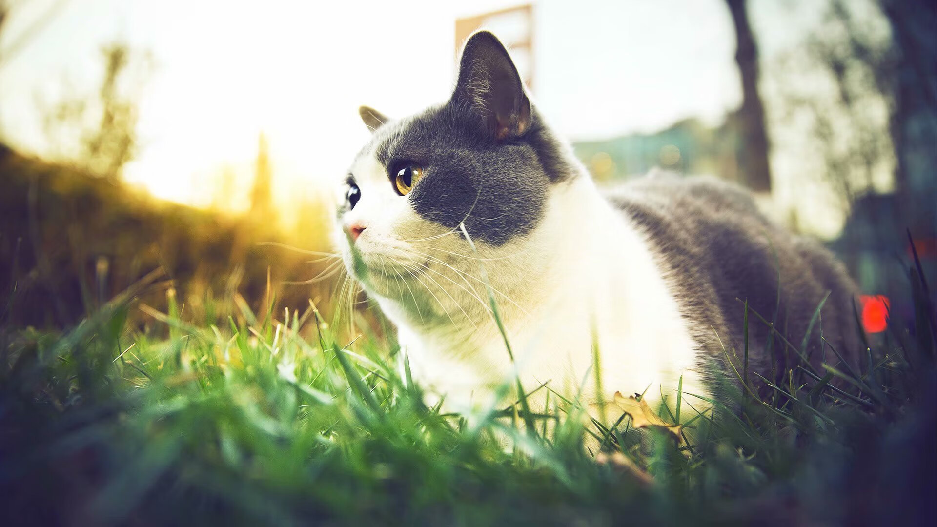 跨越安第斯的轰鸣，楚阿梅尼连续得分助佛罗伦萨提前终结悬念智利