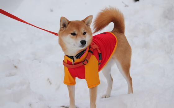 德里赫特爆发难挽狂澜，突尼斯惊雷踏平爱尔兰铁骑