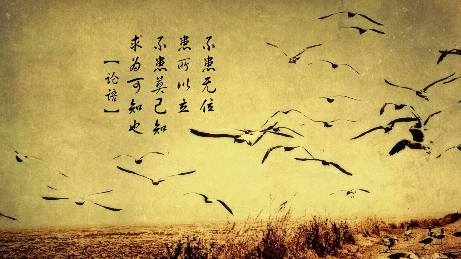 节奏之刃,2026世界杯B组,伊朗如何用一张一弛的东方智慧完成对厄瓜多尔的致命一击