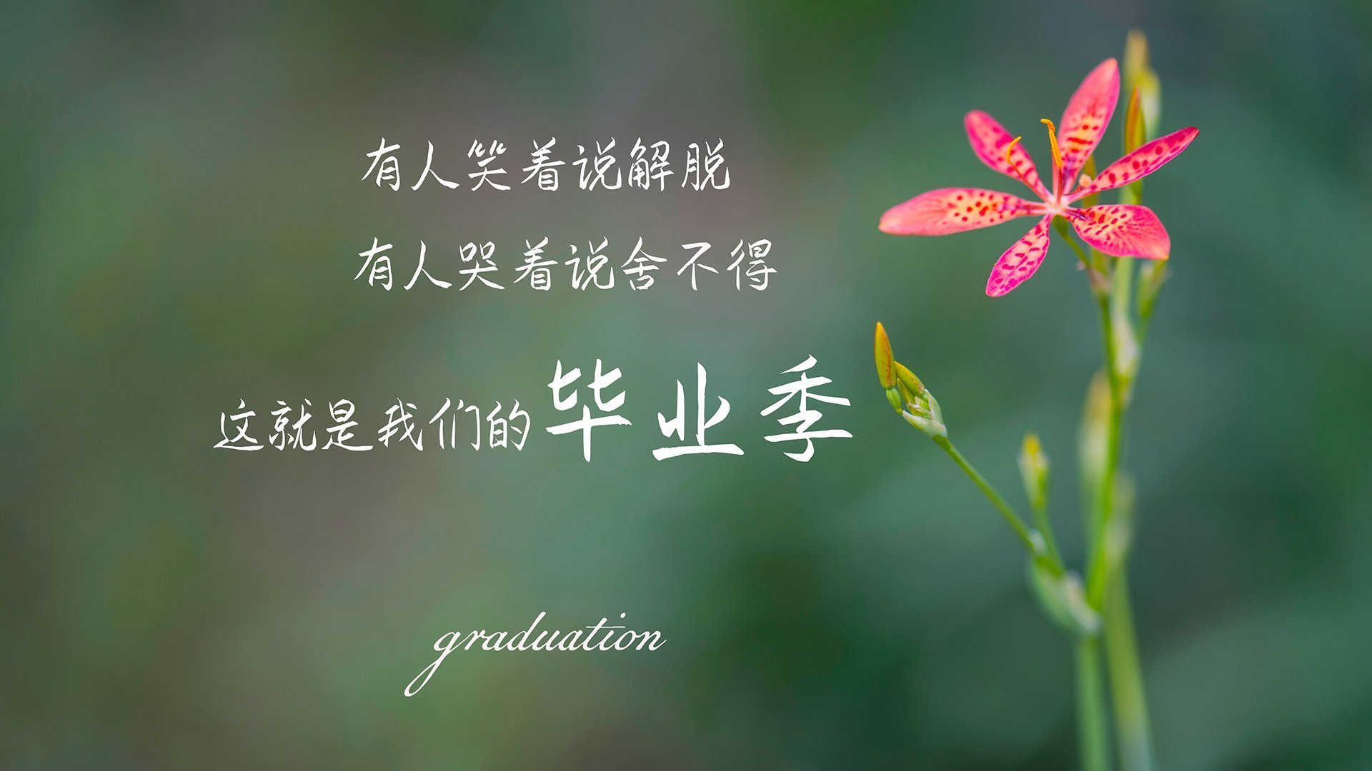 绿茵烽火映蓝天,2026世界杯D组生死战,厄瓜多尔一剑封喉,坎塞洛独舞闪耀全场